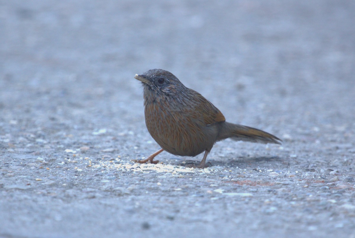 Streaked Laughingthrush - PARTH PARIKH🦚