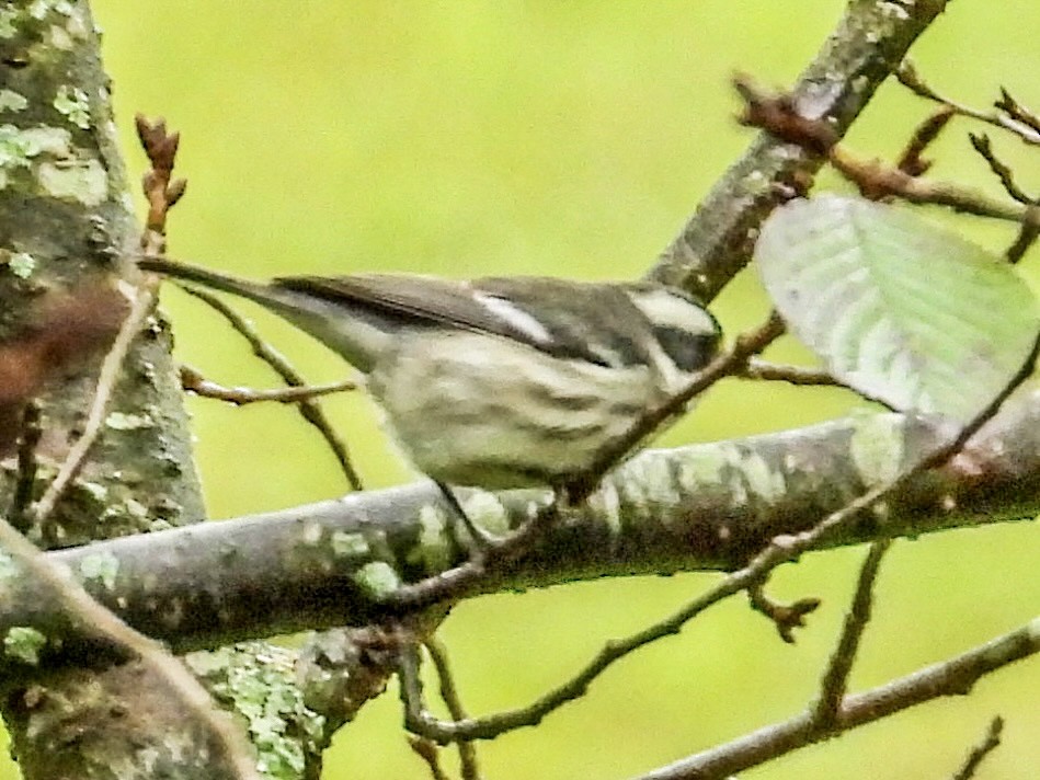 Black-throated Gray Warbler - Vicki Chatel  (*v*)
