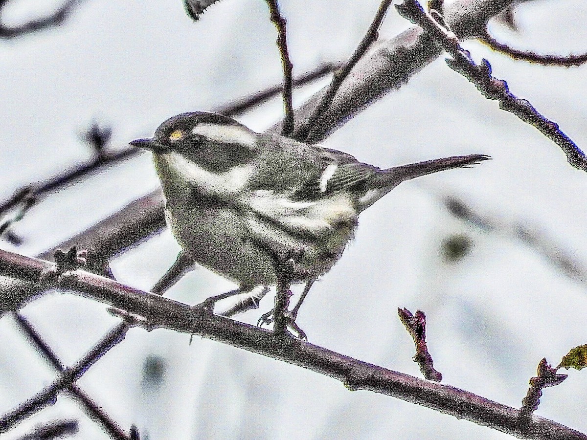 Black-throated Gray Warbler - ML609209842