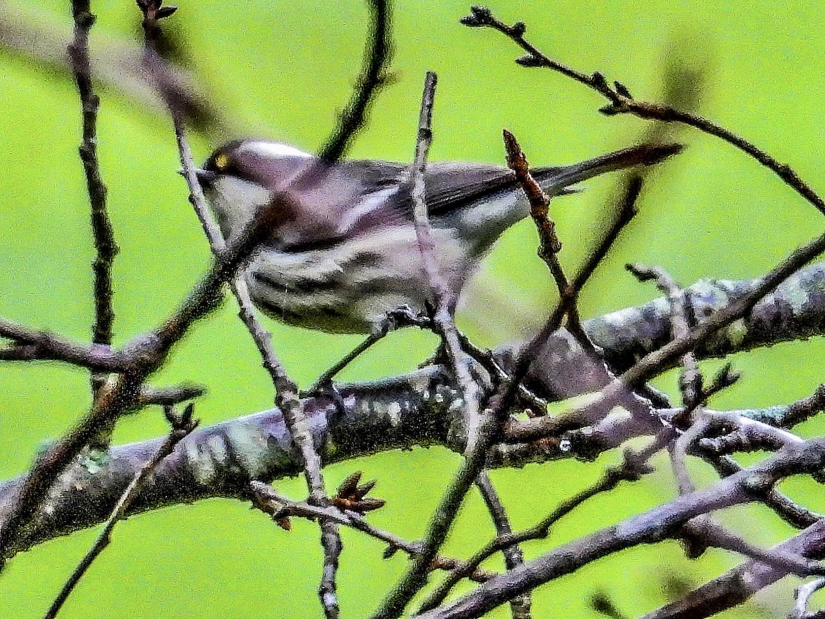Black-throated Gray Warbler - Vicki Chatel  (*v*)