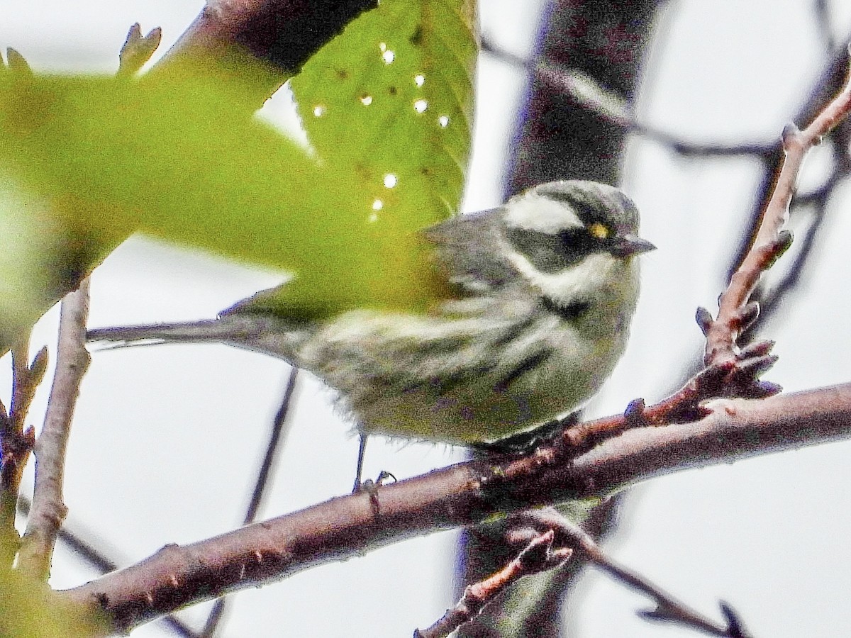 Black-throated Gray Warbler - Vicki Chatel  (*v*)