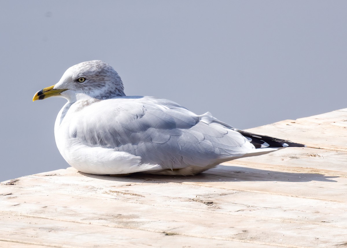 Ring-billed Gull - ML609209987