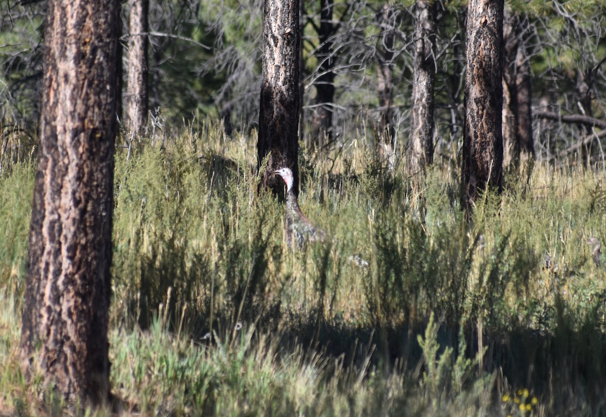 Wild Turkey - Michael Smith