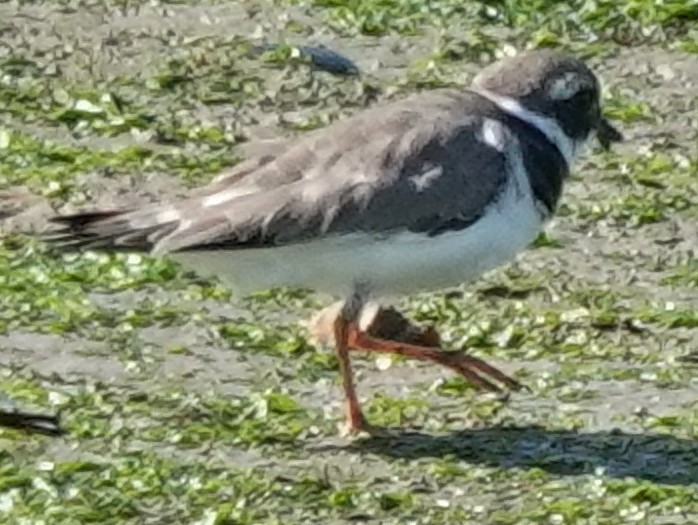 Common Ringed Plover - ML609210128