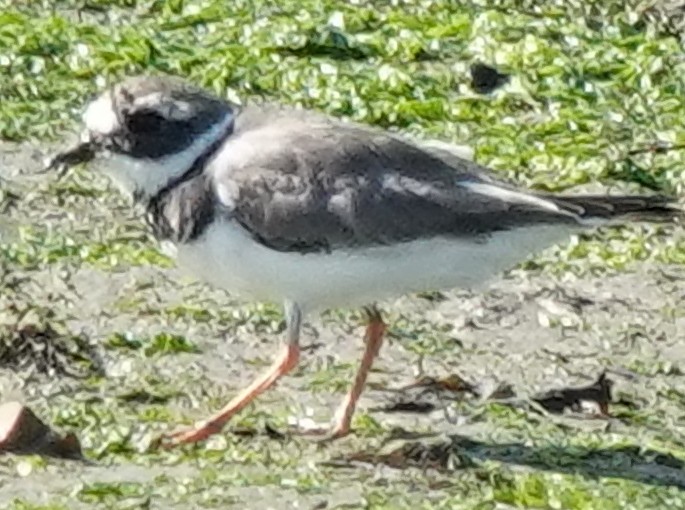 Common Ringed Plover - ML609210129