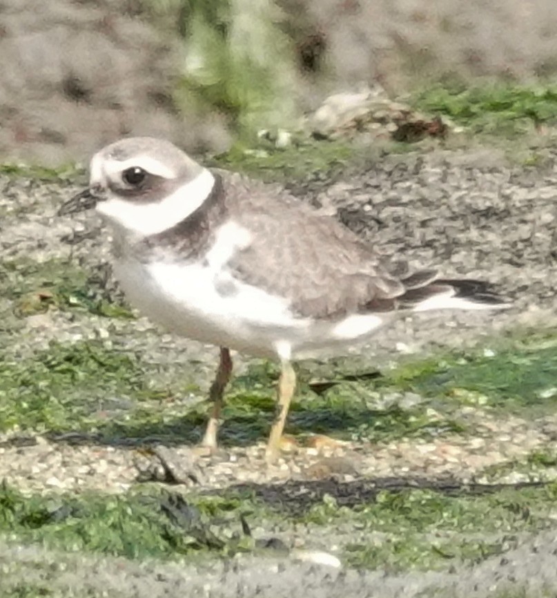 Common Ringed Plover - ML609210131