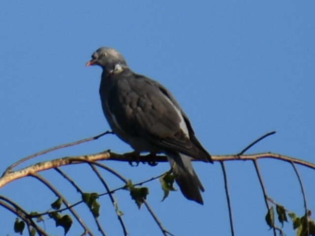 Common Wood-Pigeon - ML609210188
