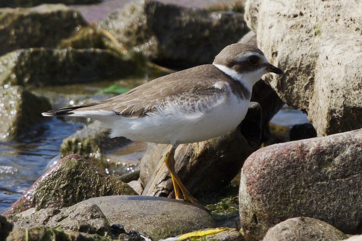 Semipalmated Plover - ML609210241