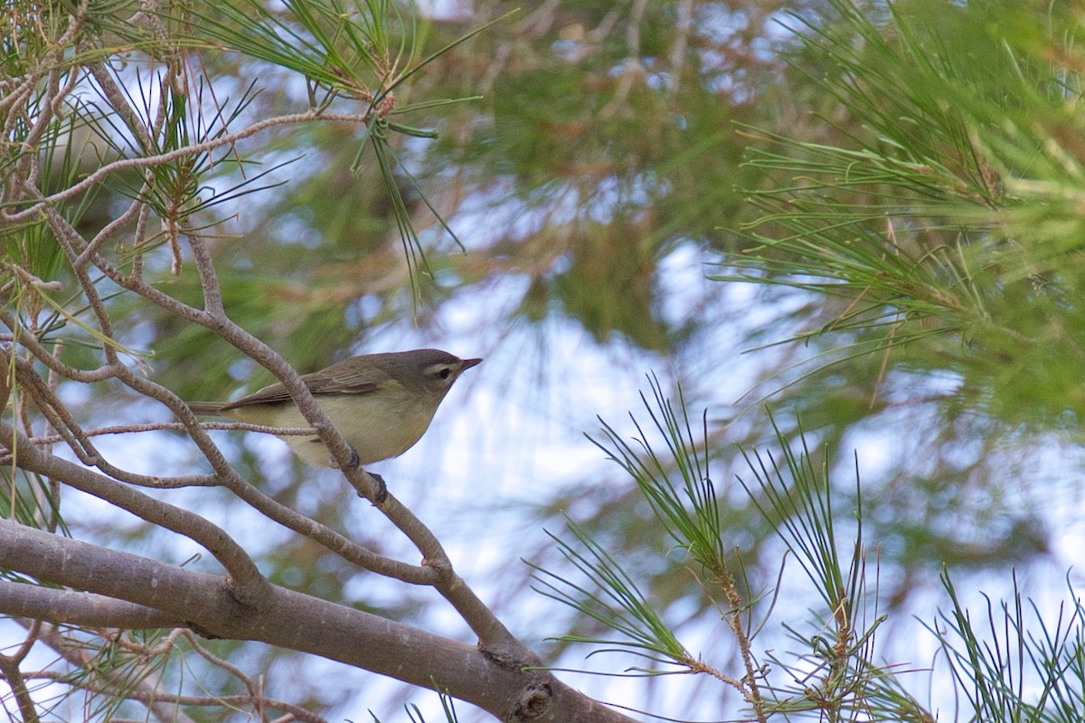 Warbling Vireo - ML609210476