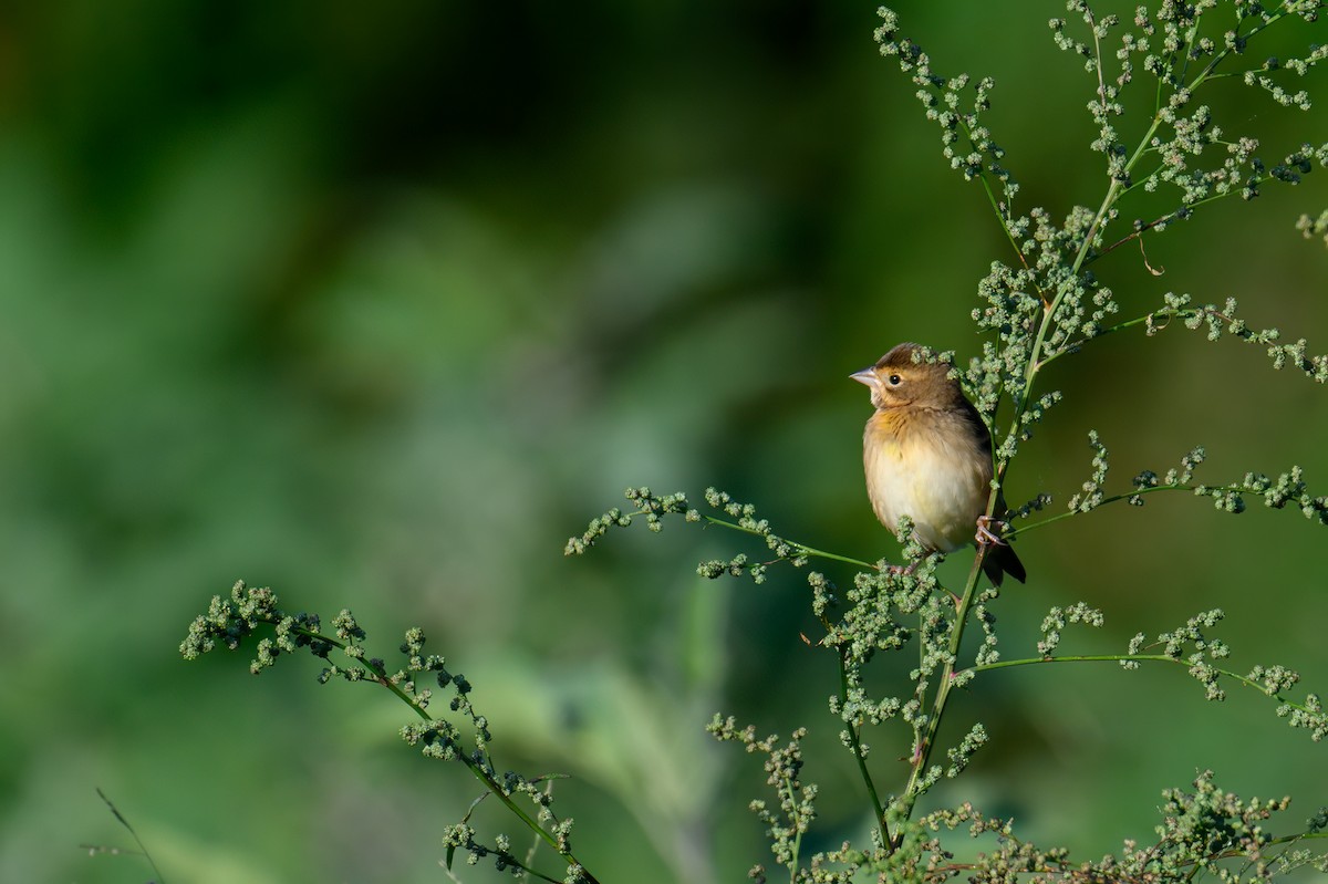 Dickcissel - ML609210539