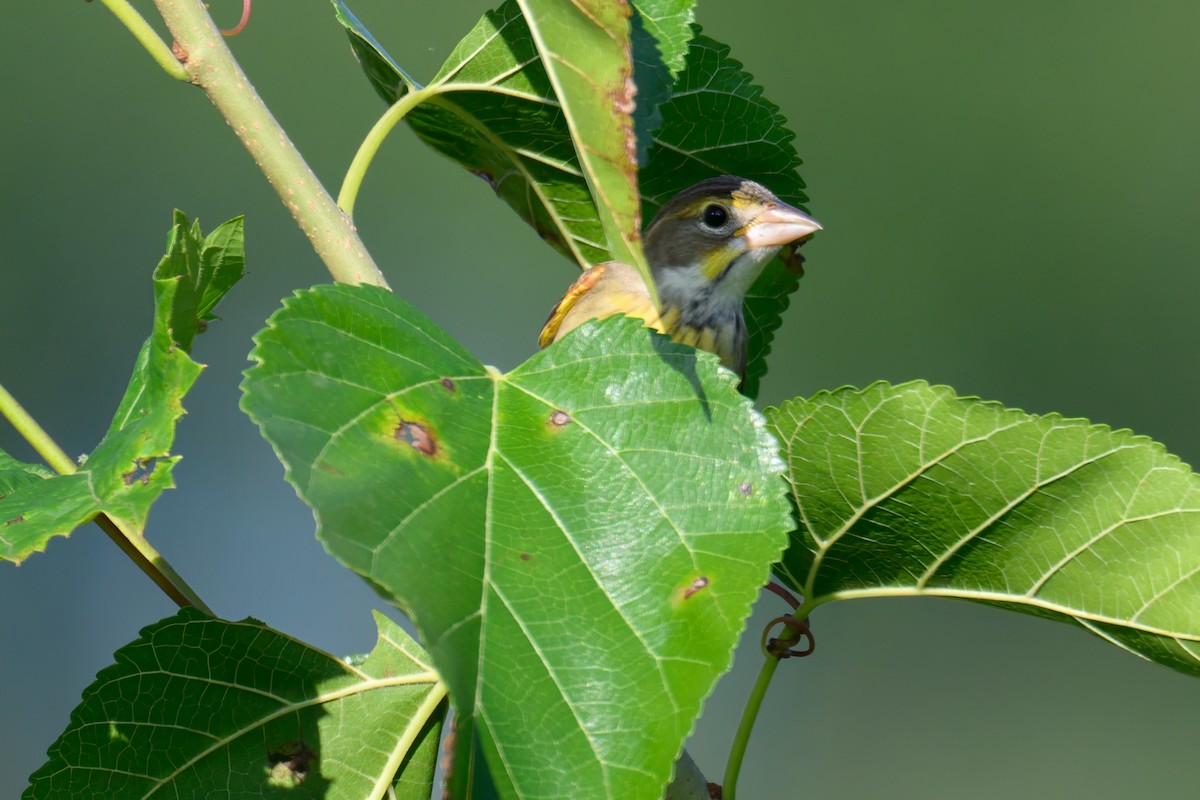 Dickcissel - ML609210540