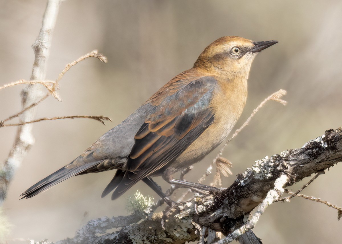 Rusty Blackbird - ML609210565