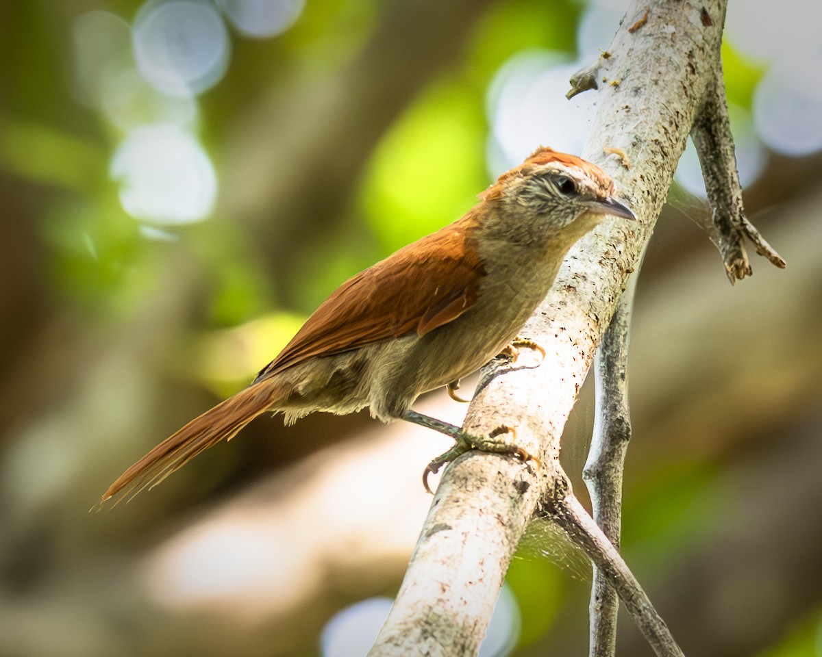 Rusty-backed Spinetail - ML609210675