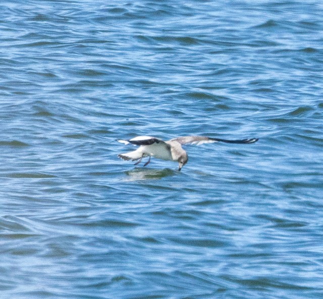 Sabine's Gull - Sonya Keene