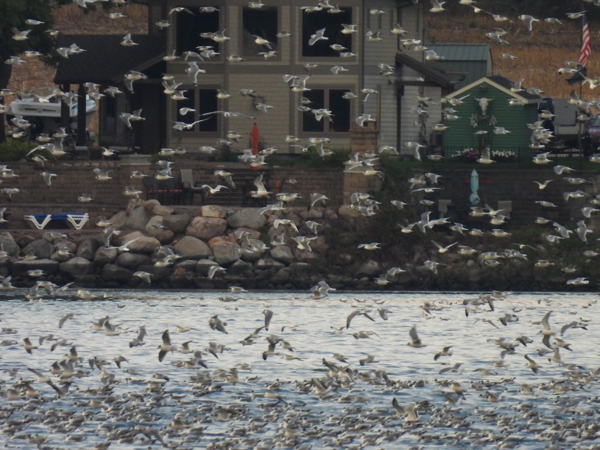 Franklin's Gull - ML609210735