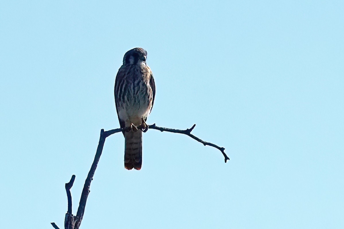 American Kestrel - ML609210802