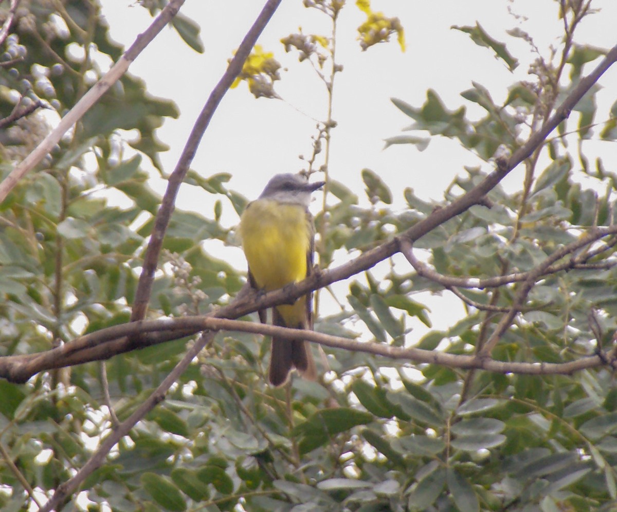 Tropical Kingbird - ML609210921