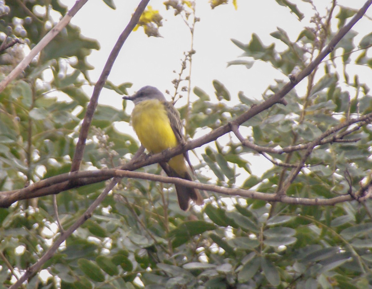 Tropical Kingbird - ML609210922