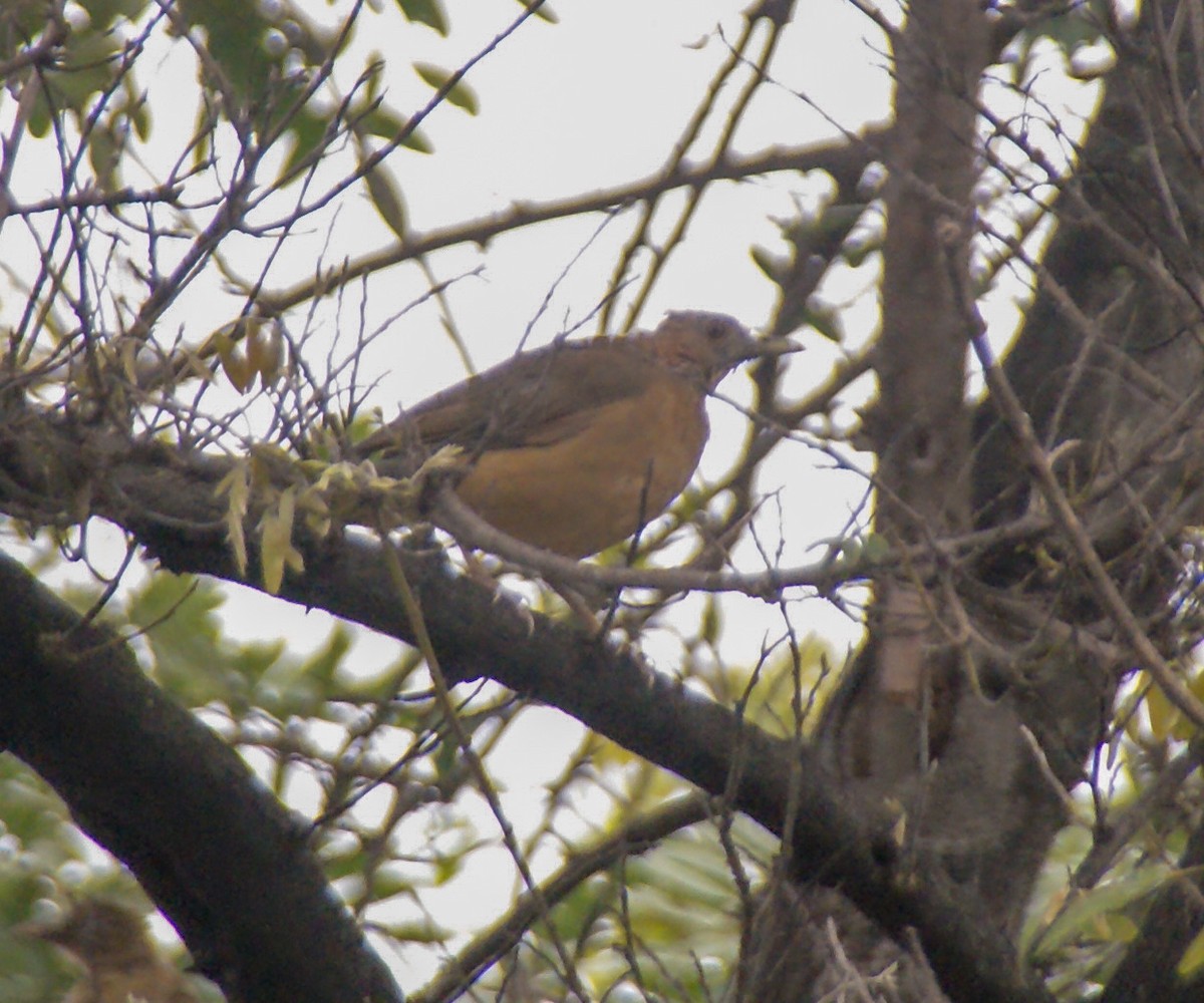 Rufous-bellied Thrush - ML609210929