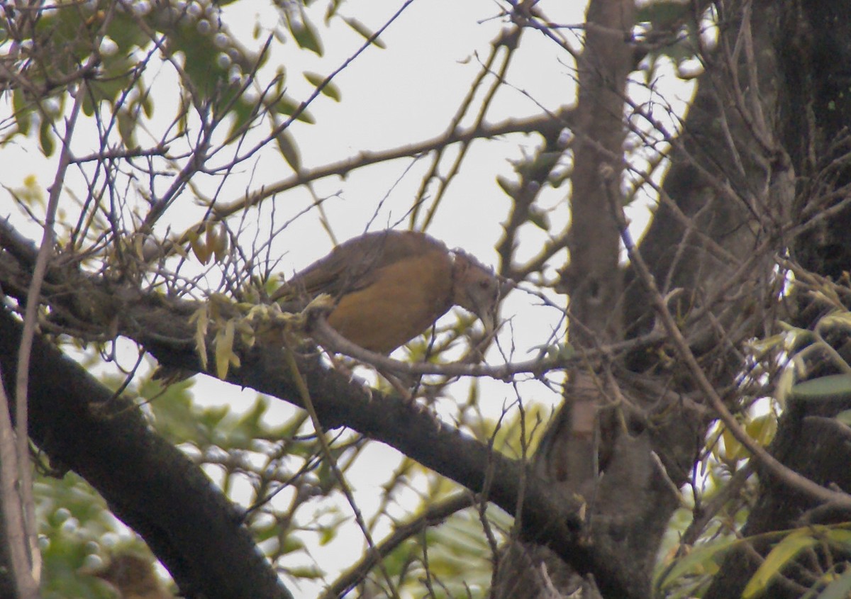 Rufous-bellied Thrush - ML609210930