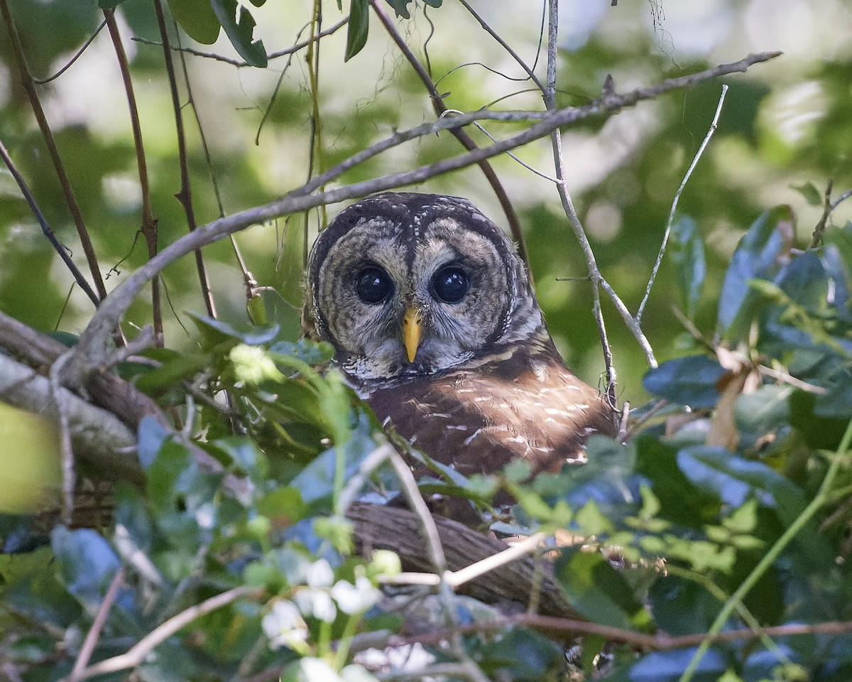 Barred Owl - ML609211020