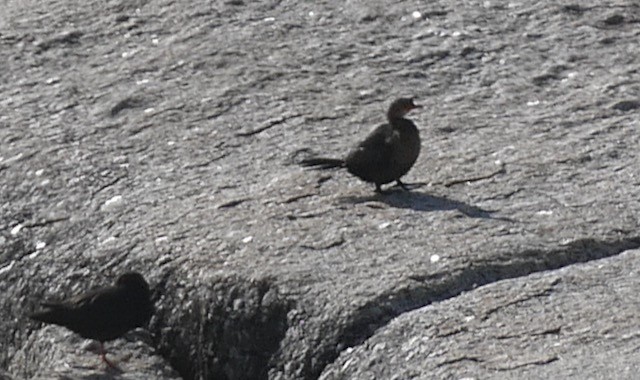 Crowned Cormorant - ML609211036