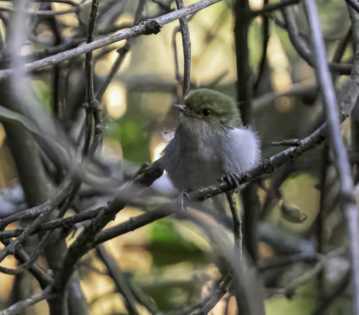 Red-faced Woodland-Warbler - ML609211062