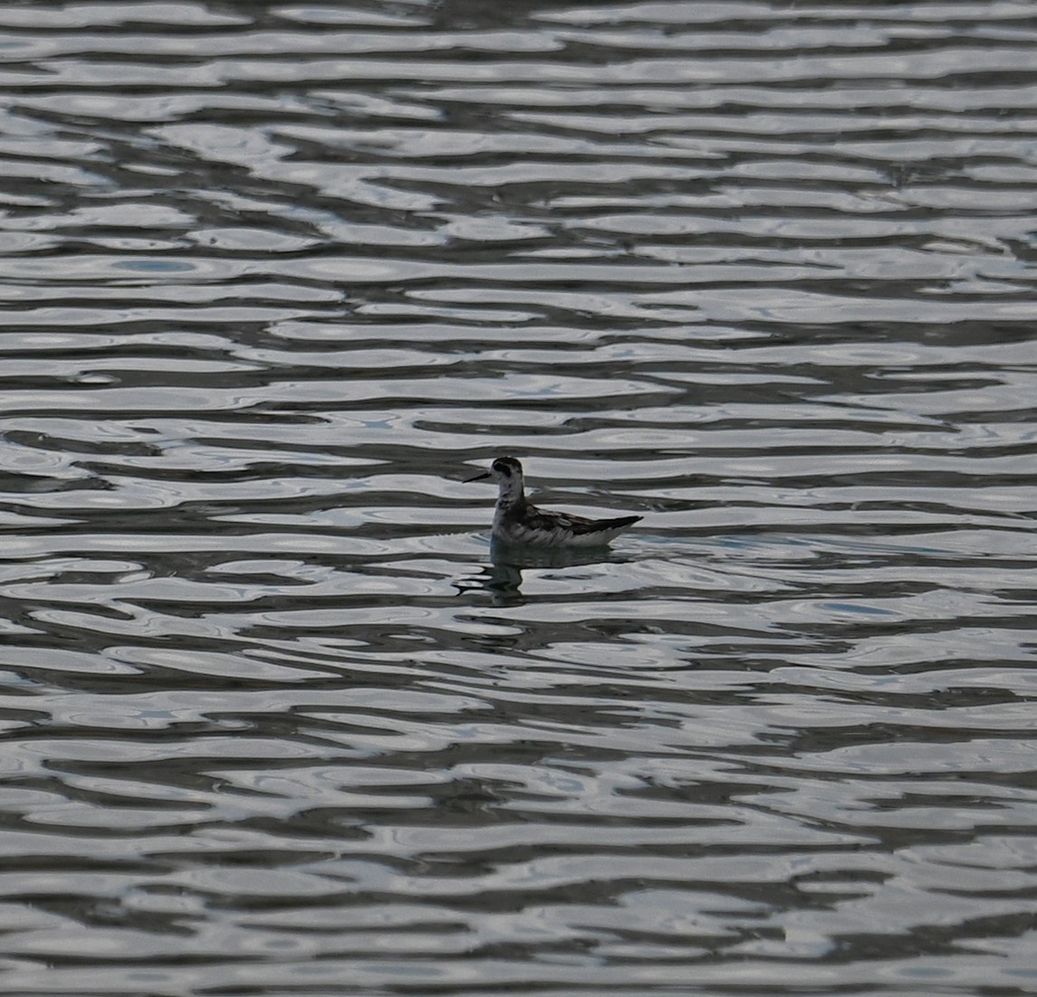 Red-necked Phalarope - ML609211178