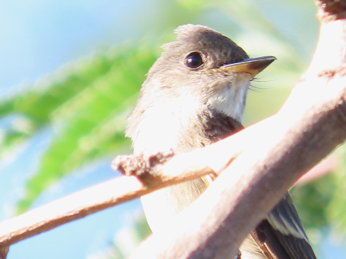 Gray Flycatcher - ML609211200