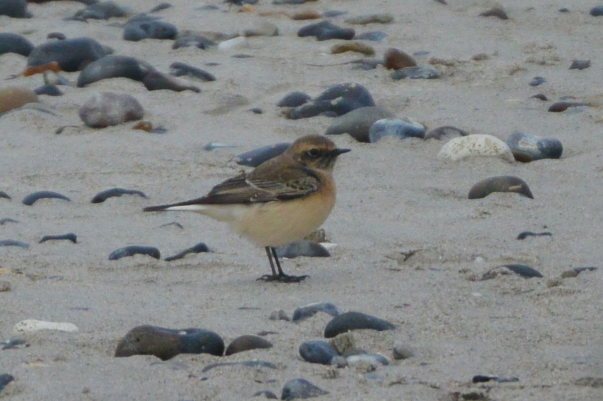 Pied Wheatear - ML609211220