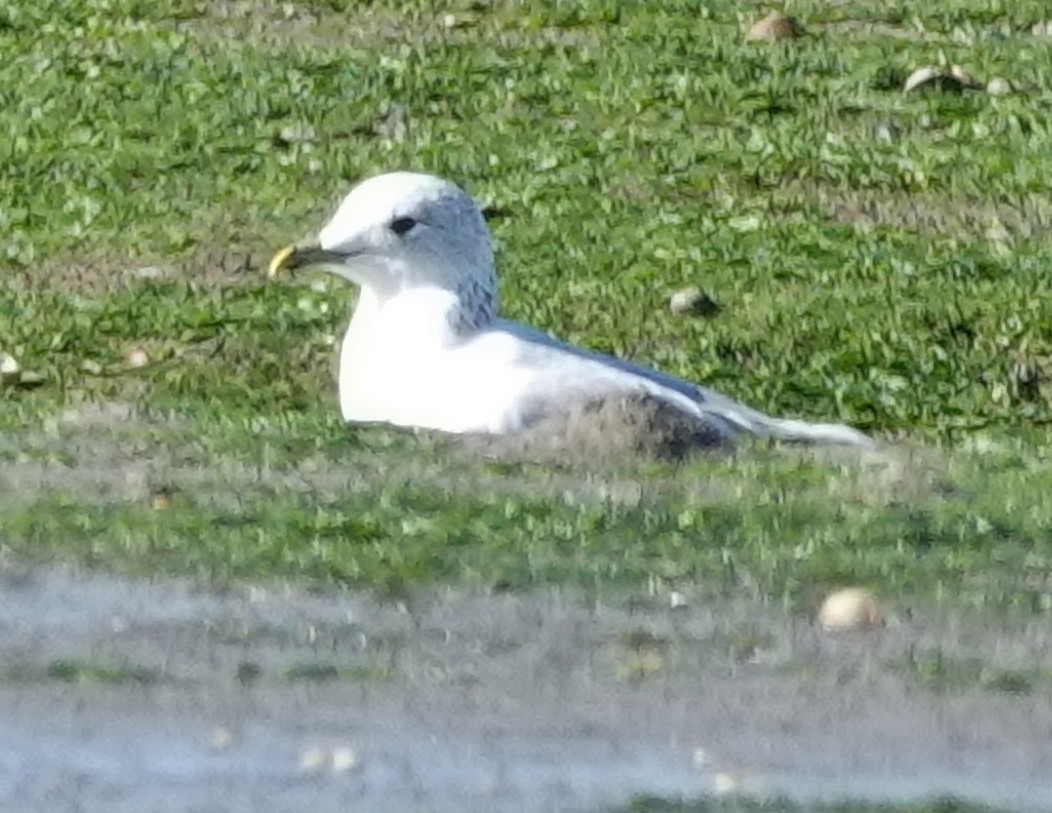 Common Gull - ML609211248