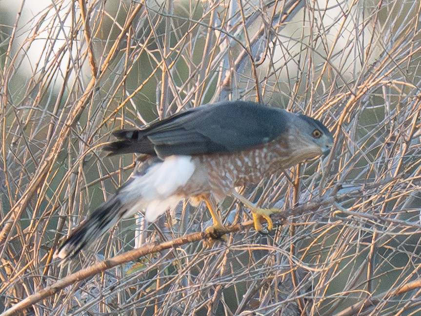 Cooper's Hawk - ML609211249