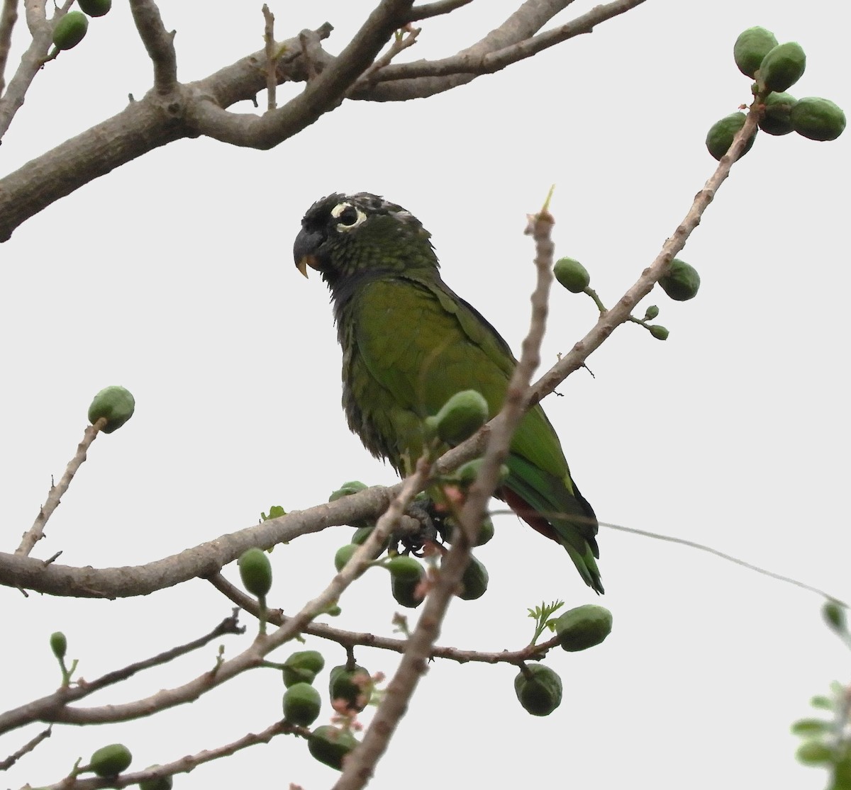 Папуга-червоногуз зеленощокий - ML609211272
