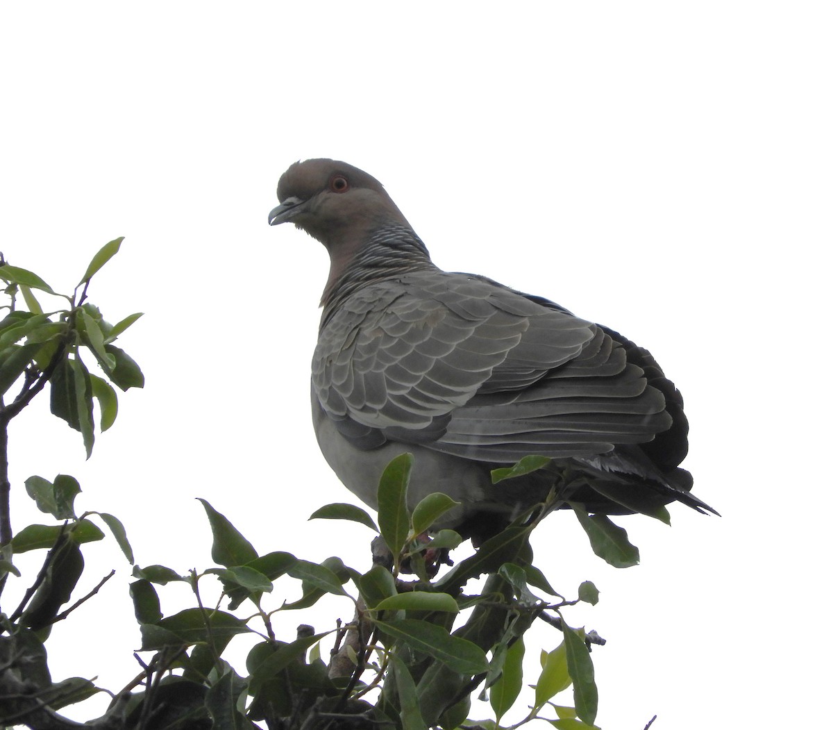 Picazuro Pigeon - ML609211322