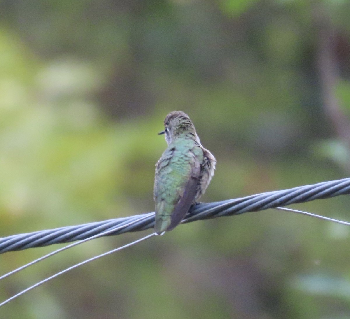 Anna's Hummingbird - ML609211343