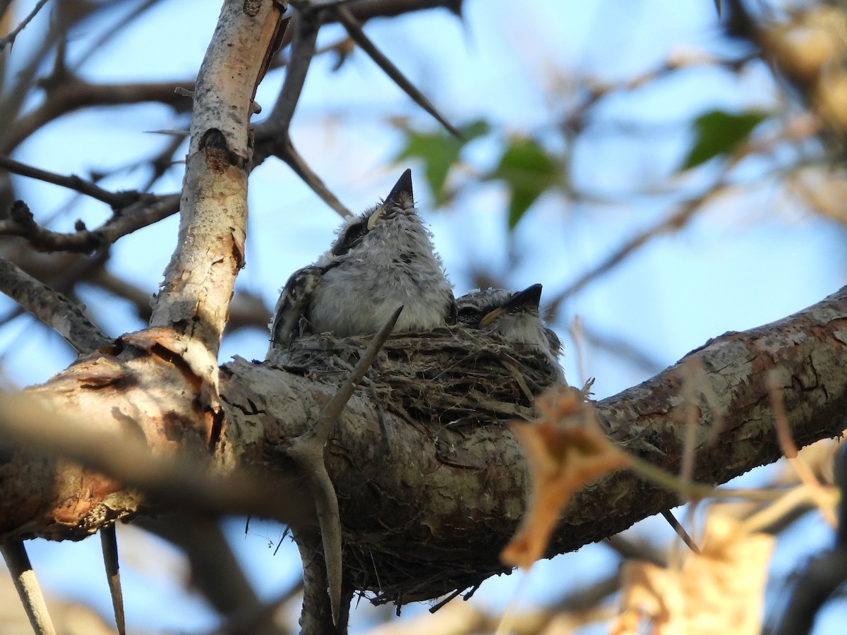 Northern Scrub-Flycatcher - ML609211385