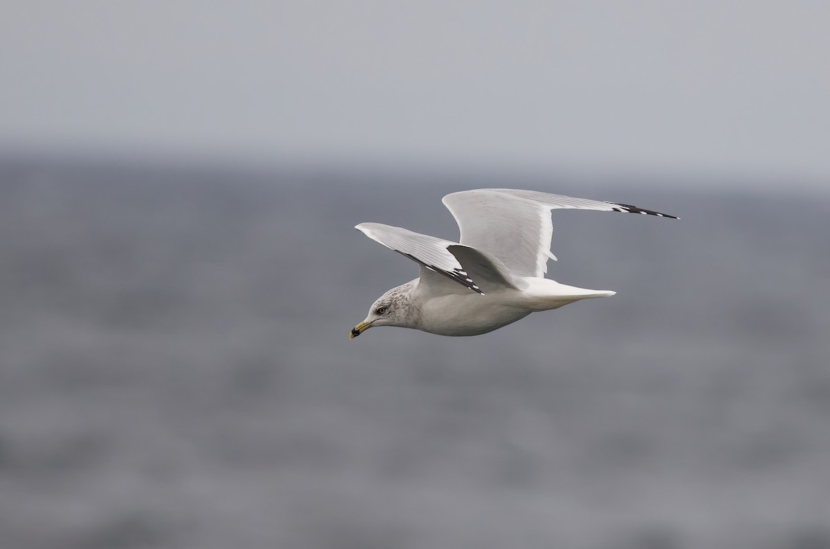 Ring-billed Gull - ML609211398