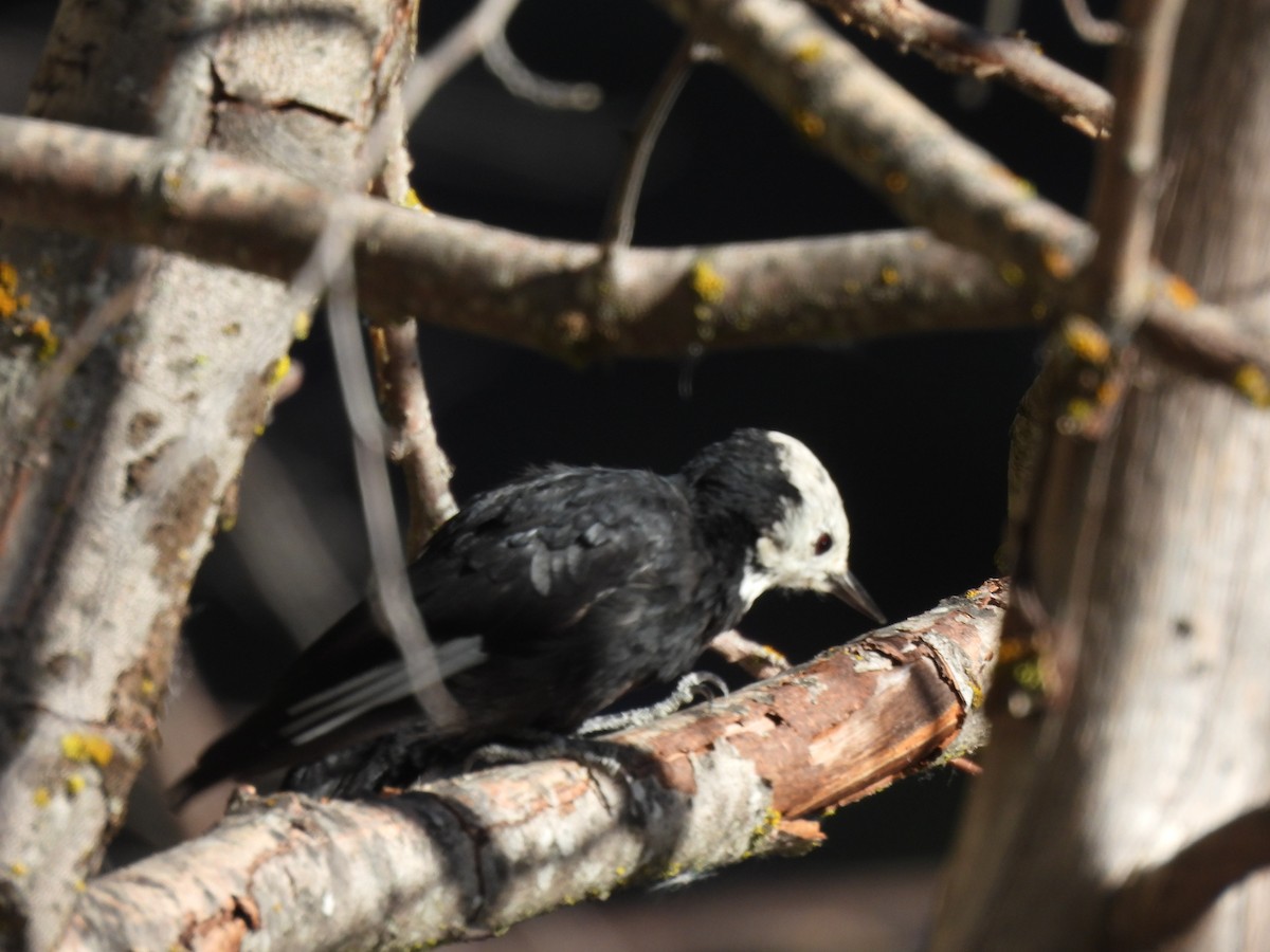 White-headed Woodpecker - ML609211428