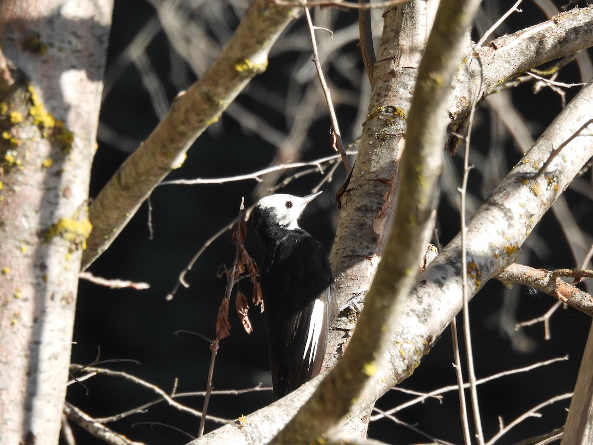 White-headed Woodpecker - ML609211429