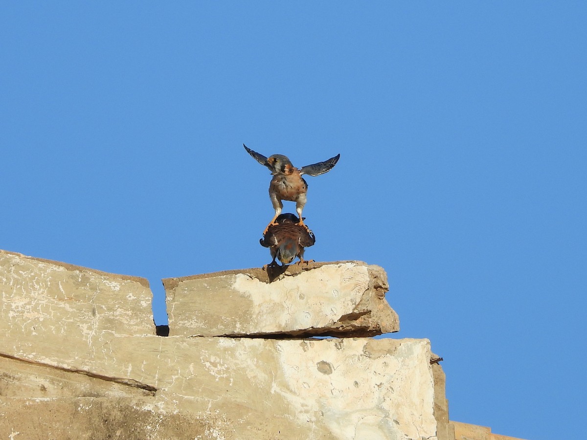 American Kestrel - Glenda Tromp