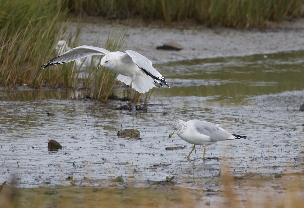 Ring-billed Gull - ML609211491