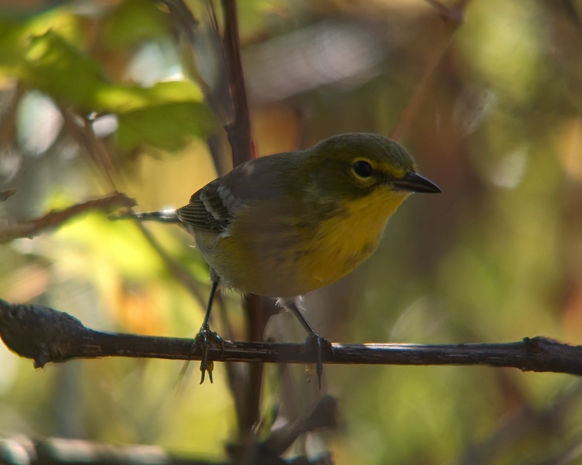Pine Warbler - ML609211534