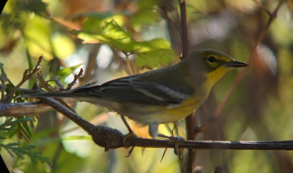 Pine Warbler - ML609211536