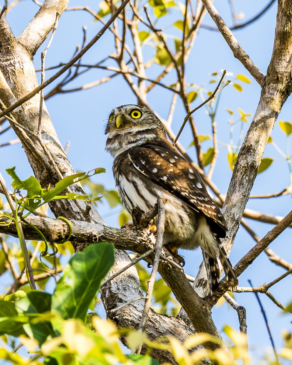 Ferruginous Pygmy-Owl - ML609211664