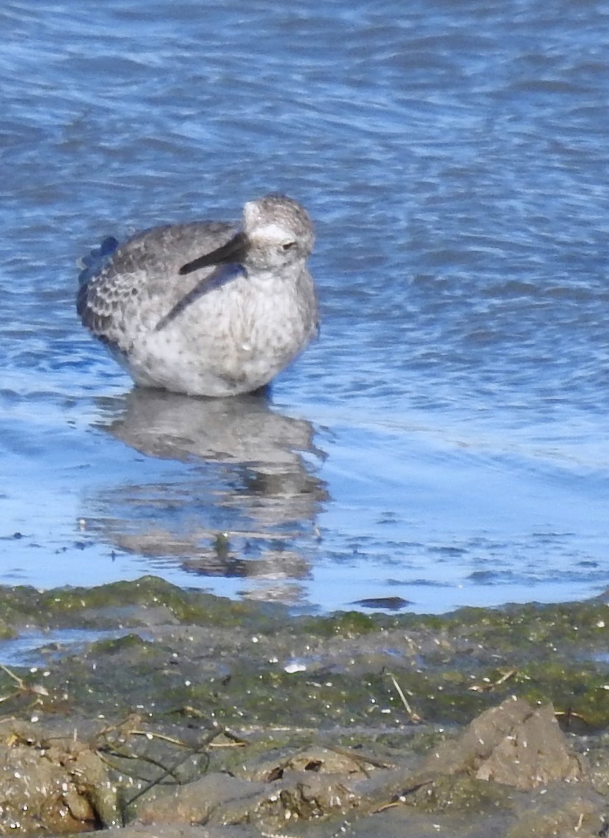 Red Knot - ML609211855