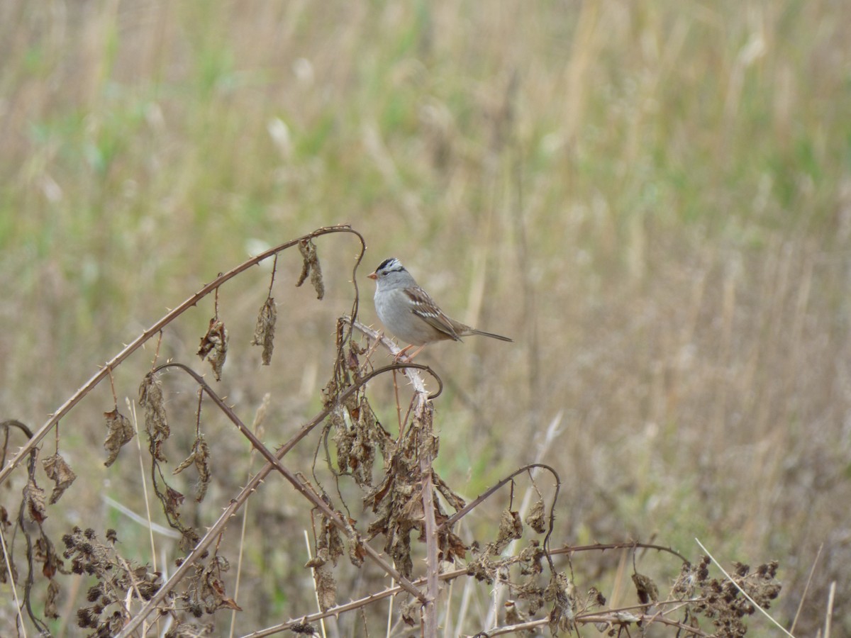 White-crowned Sparrow - Bobby Riggs