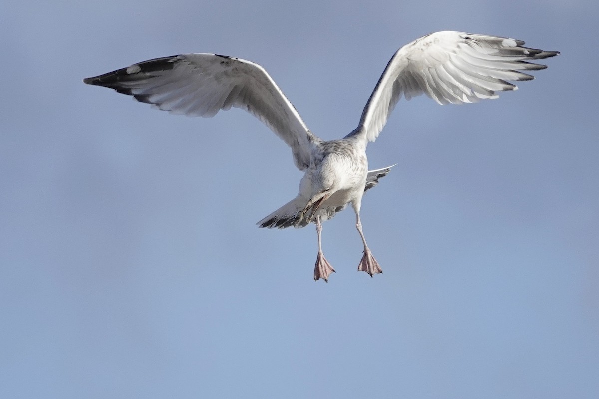 Caspian Gull - Sami Tuomela