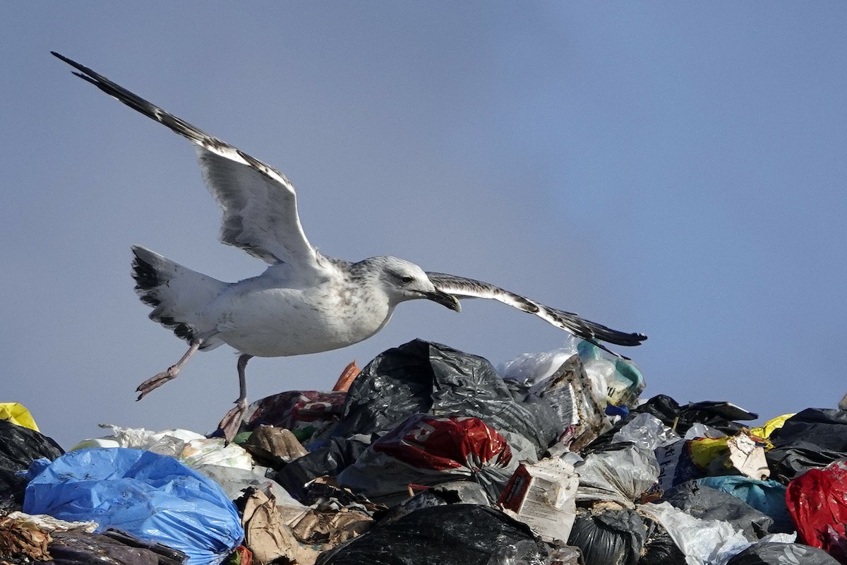 Caspian Gull - Sami Tuomela