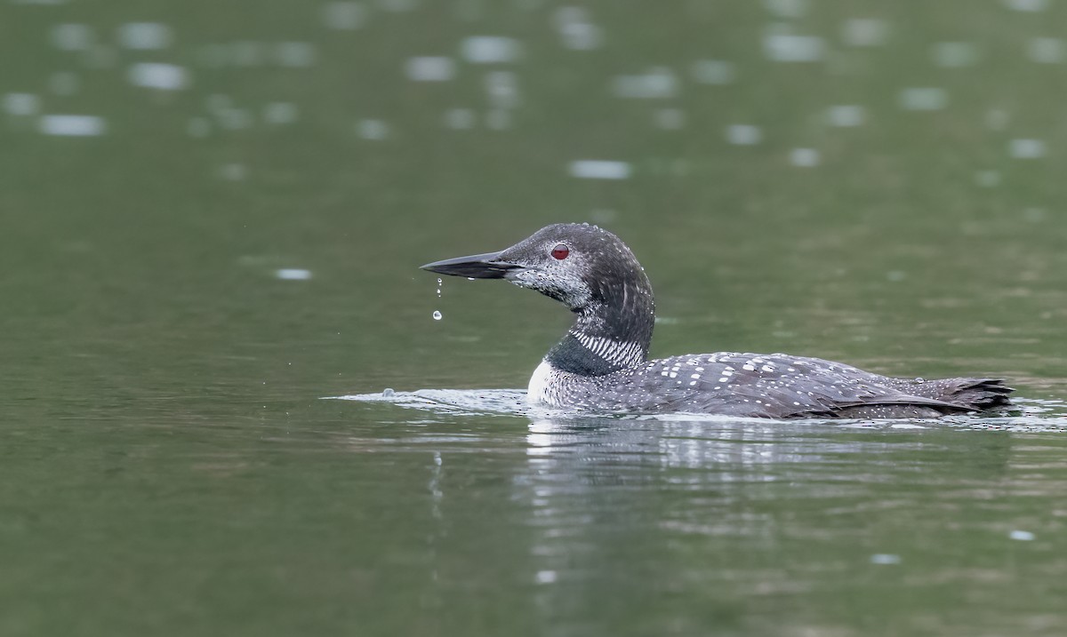 Common Loon - ML609211911