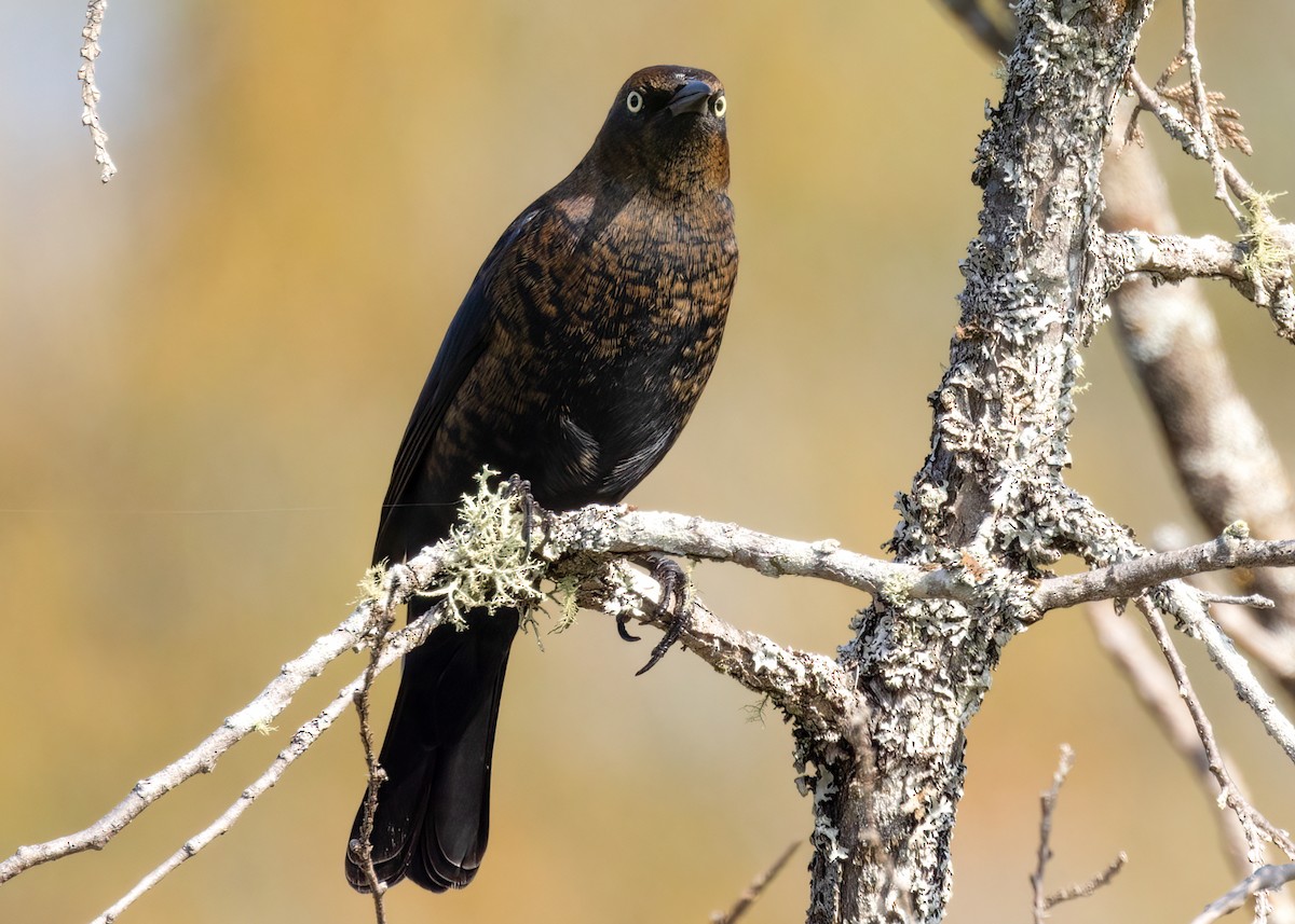 Rusty Blackbird - ML609211979